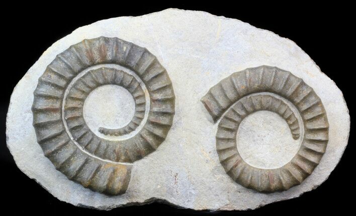 Pair Of Devonian Anetoceras Ammonites - Morocco #41474